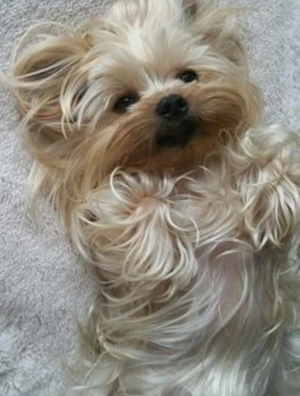 Yorkshire terrier fetița vacinata