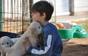 Disponibili pui Golden Retriever - imagine 3