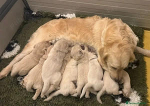 Disponibili pui Golden Retriever - imagine 5