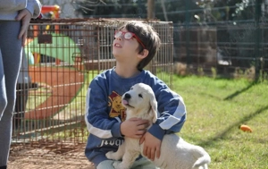 Disponibili pui Golden Retriever - imagine 4