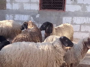 oi carabase de Teleorman  - imagine 2