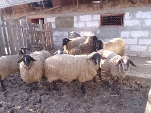 oi carabase de Teleorman  - imagine 5