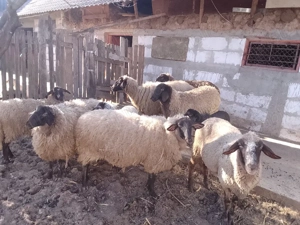 oi carabase de Teleorman  - imagine 4