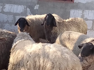 oi carabase de Teleorman  - imagine 3