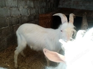 Vând  țapisori pt sacrificat 