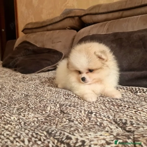 Pomeranian mini toy - imagine 3