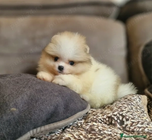 Pomeranian mini toy - imagine 5