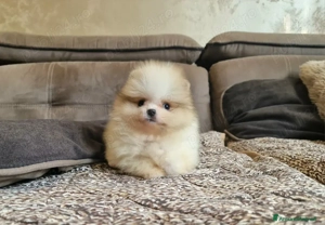 Pomeranian mini toy - imagine 4
