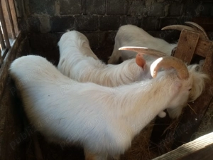 Vând  țapisori pt sacrificat  - imagine 2