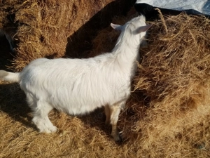 Vând  țapisori pt sacrificat  - imagine 3