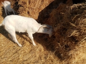 Vând  țapisori pt sacrificat  - imagine 5