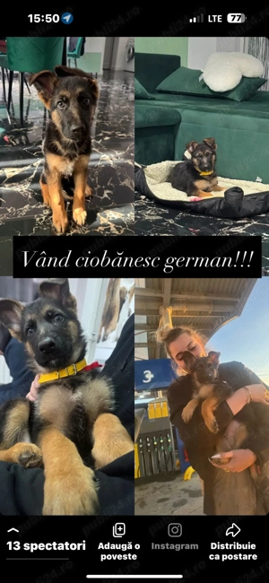 Vând ciobănesc german 