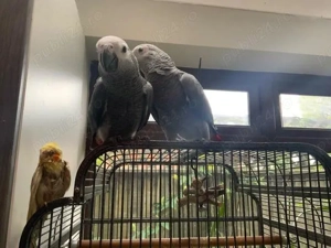 Papagal Jako de vanzare - imagine 5