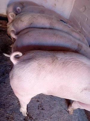 soldani kik 75- 90 kg - imagine 2