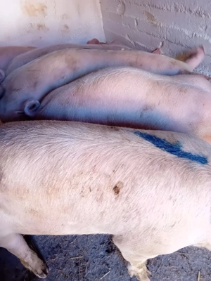 soldani kik 75- 90 kg - imagine 5