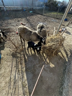 vând o oaie rasă Romanov  - imagine 5