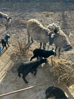 vând o oaie rasă Romanov  - imagine 4