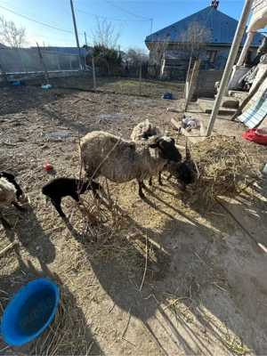 vând o oaie rasă Romanov  - imagine 3