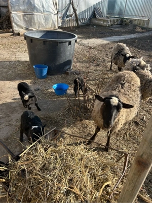 vând o oaie rasă Romanov  - imagine 2