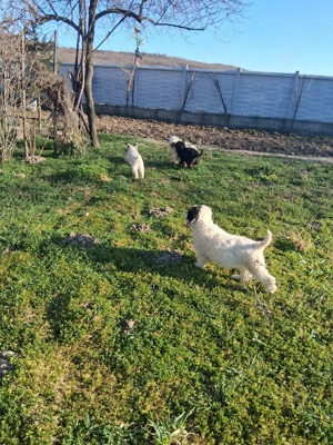 Vand cățeii  - imagine 5