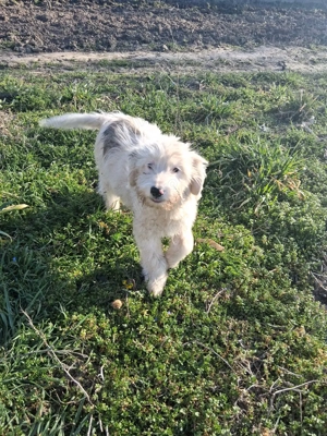 Vand cățeii  - imagine 4