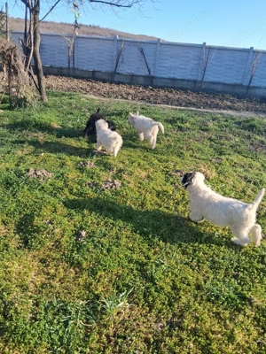 Vand cățeii  - imagine 3