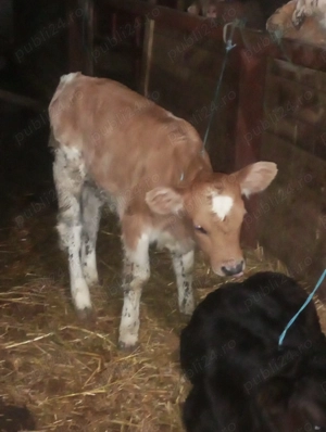 Vând viței foarte frumosi  - imagine 4