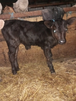 Vând viței foarte frumosi  - imagine 5