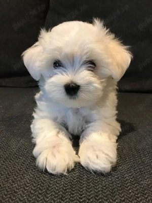 Bichon Maltez Mini Toy