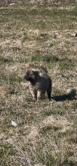 femela de kangal  - imagine 2