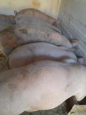 soldani pik 75 kg -90 kg  - imagine 3