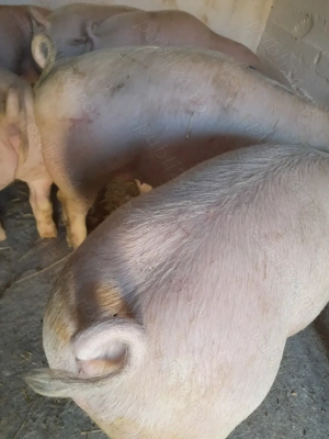 soldani pik 75 kg -90 kg 