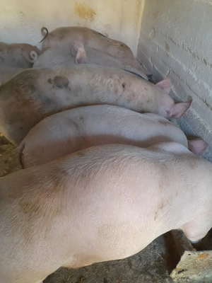 soldani pik 75 kg -90 kg  - imagine 2