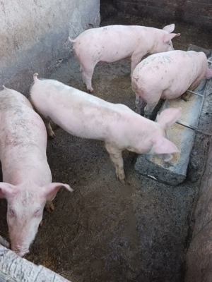 Șoldani de vanzare  - imagine 2