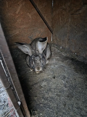 perche uriasi german - imagine 2