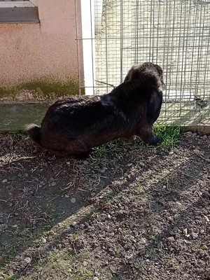 Berbec german femele și masculi  - imagine 5