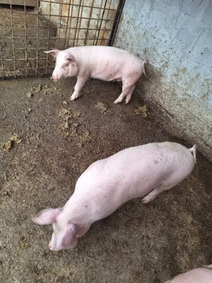 1 grăsună disponibila crescuta in propria gospodarie - imagine 2