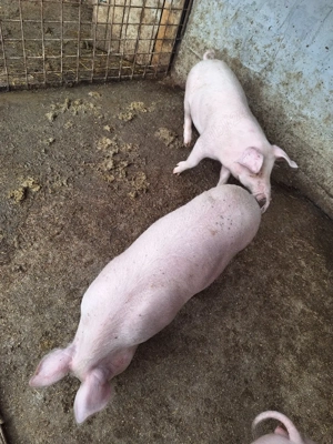 1 grăsună disponibila crescuta in propria gospodarie - imagine 5