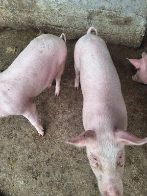 1 grăsună disponibila crescuta in propria gospodarie - imagine 3