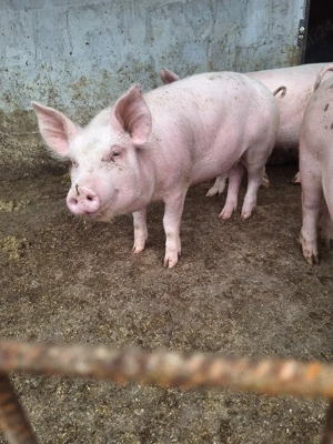 1 grăsună disponibila crescuta in propria gospodarie - imagine 4