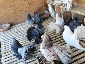 Vand porumbei voltati indieni! - imagine 3