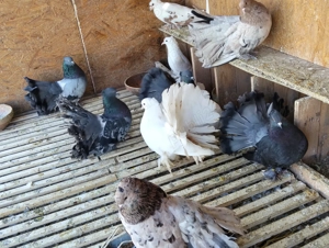 Vand porumbei voltati indieni! - imagine 2