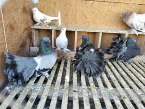 Vand porumbei voltati indieni! - imagine 5