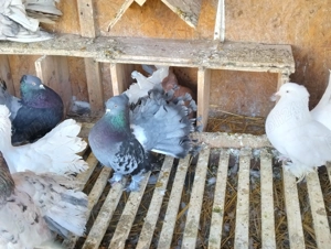 Vand porumbei voltati indieni! - imagine 4