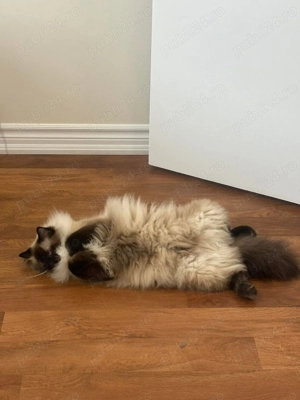 Pisici Ragdoll - imagine 4