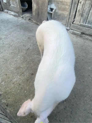 vand porc rasa pietran   ! - imagine 3