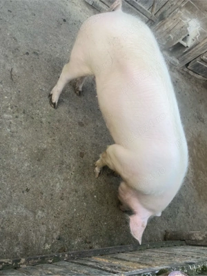 vand porc rasa pietran   !