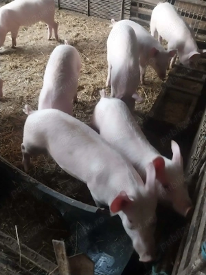 Vând purcei  - imagine 3