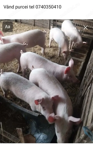 Vând purcei  - imagine 2