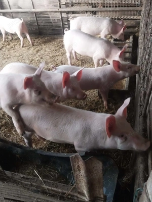 Vând purcei  - imagine 4